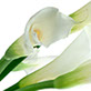 Graphic Design and Printing for Smart Tax.